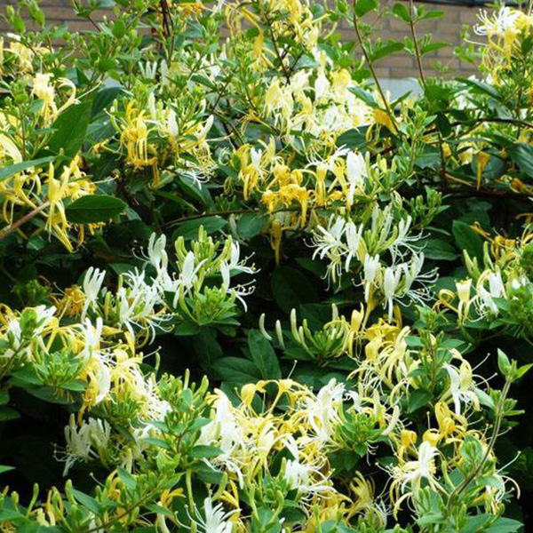 金银花藤忍冬藤金银花藤干
