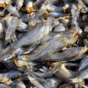 黄骨鱼干汪丫鱼黄辣丁