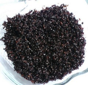 【药食同源】长白山黑蚂蚁干祛风除湿