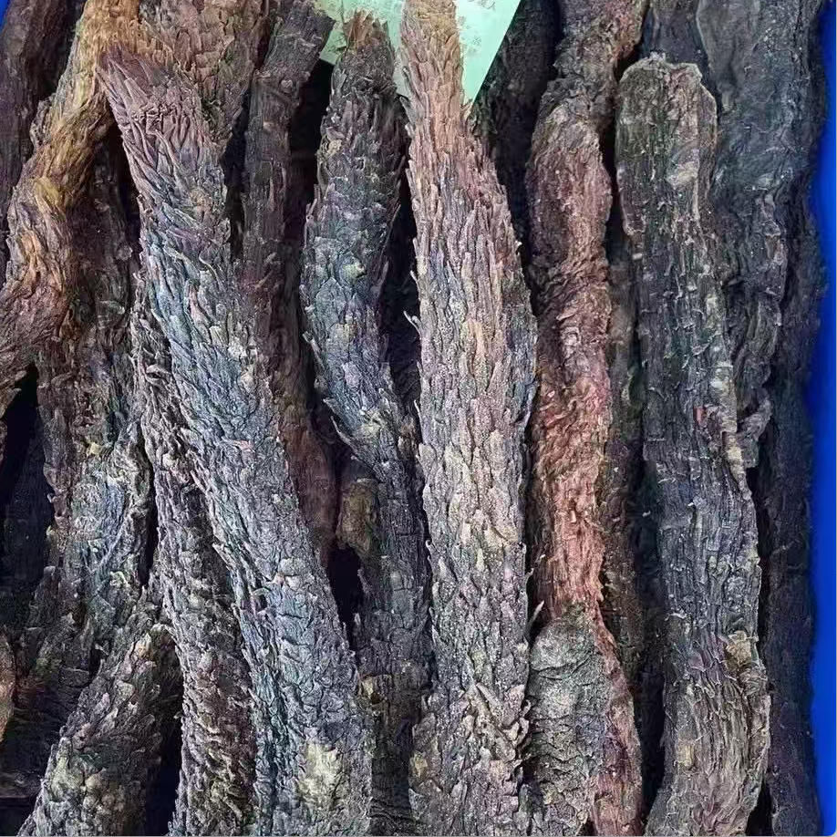 阿拉善秋苁蓉温补肾阳抗疲大条油苁蓉