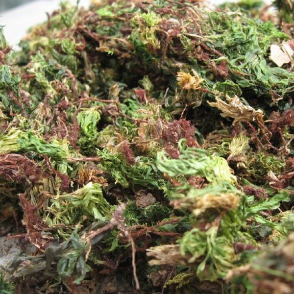 云南回心草干养心安神助眠野生回心草