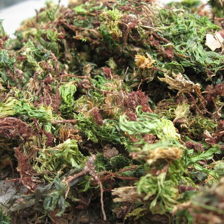 云南回心草干养心安神助眠野生回心草