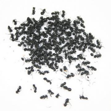 云南黑蚂蚁干双向调节免疫拟黑多刺蚁