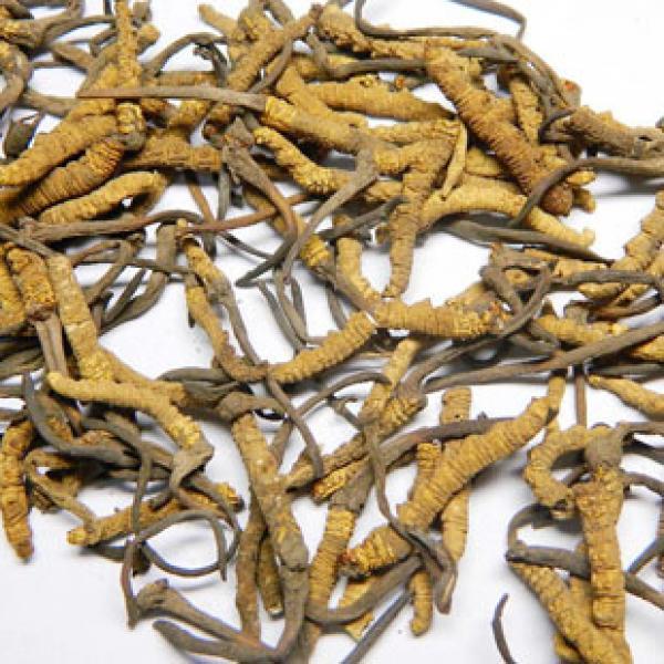 西藏冬虫夏草断草炖汤增强免疫冬虫草