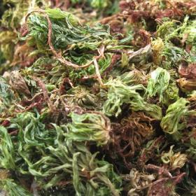 云南回心草干调节神经衰弱野生...