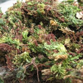 云南回心草干天然心脏守护野生...
