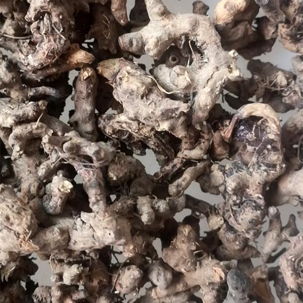 纯仙灵脾根老寒腿祛风湿野生仙灵脾根