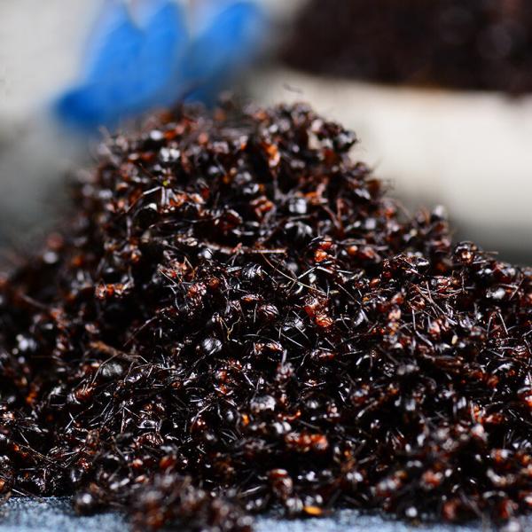 红蚂蚁干泡酒酸蚁料长白山红蚂蚁