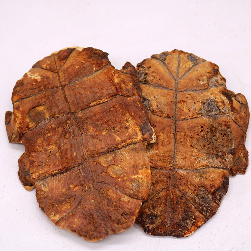 龟板龟板醋制龟板整块整块炙龟板粉