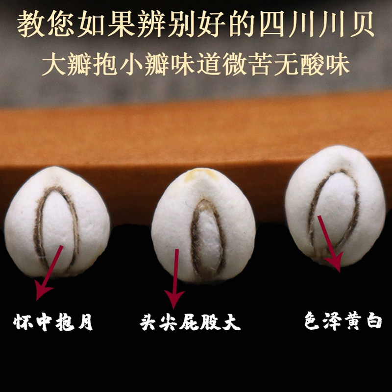 川贝母松贝珍珠贝松贝仿野生小川贝