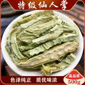 野生仙人掌仙人掌干无刺仙人掌