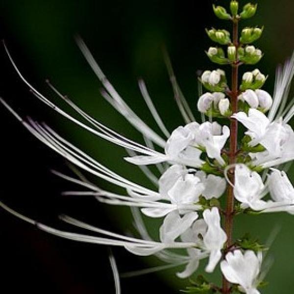 云南西双版纳猫须草茶高山野生猫须草