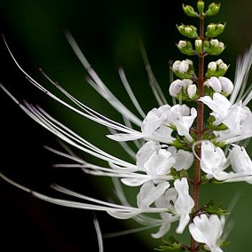 云南西双版纳猫须草茶高山野生猫须草