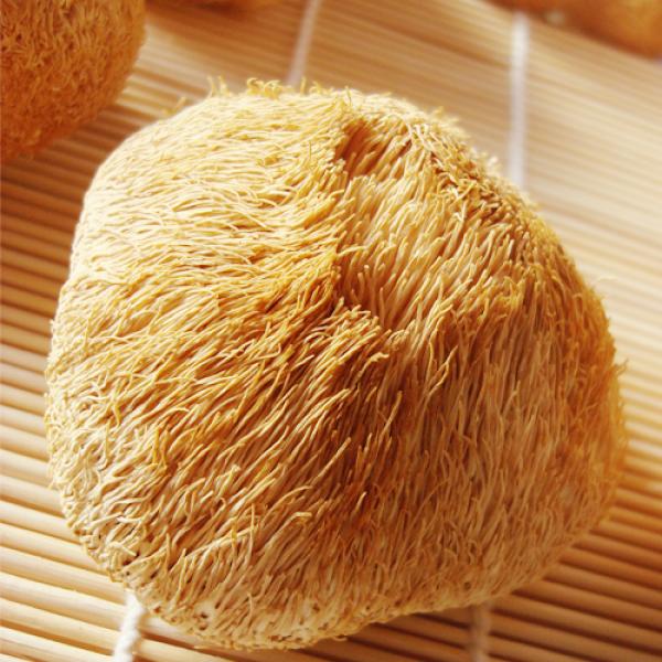 长白山猴头菇修复胃黏膜野生山猴头菇