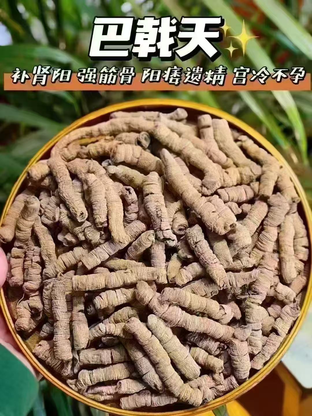 德庆巴戟天肉补肾阳强筋骨野生巴戟天
