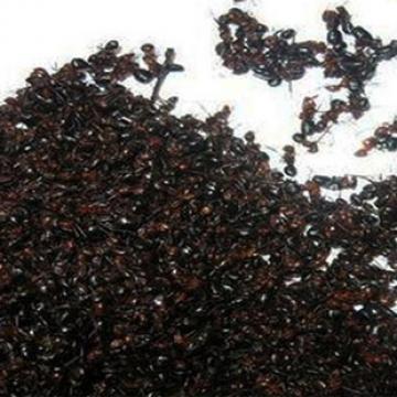 长白山红蚂蚁风湿泡酒专属大个红蚂蚁