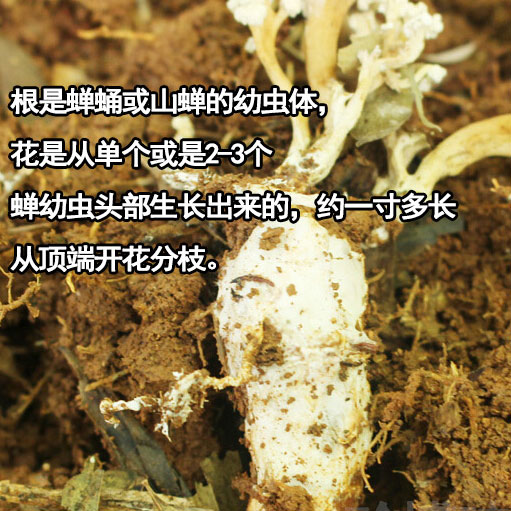 大别山金蝉花三高人群优选野生金蝉花