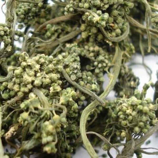 长白山人参花改善睡眠抗疲六年人参花
