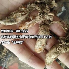 大别山金蝉花三高人群优选野生...